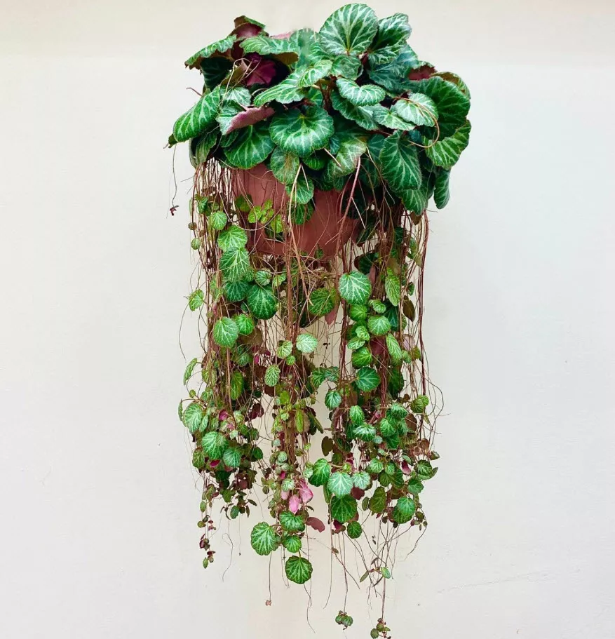 Камнеломка кашпо d23 ХР 