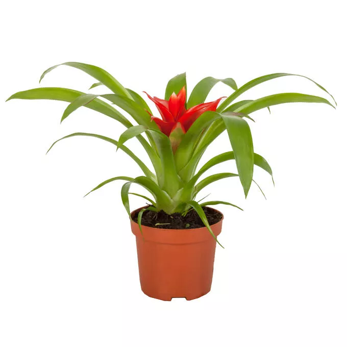 Гузмания Минор микс d9 