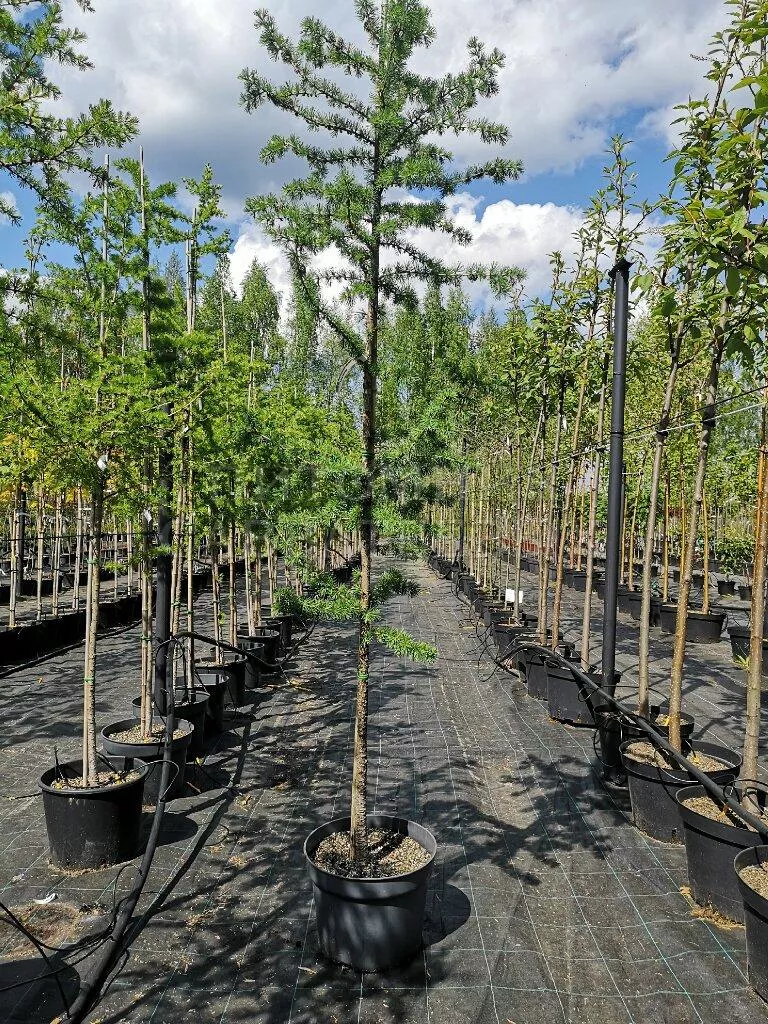 Лиственница сибирская в асс v2 60-80 Sav 