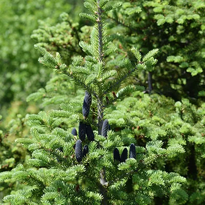 Растение пихта бальзамическая Денса C7.5 30-40 cm Mt 