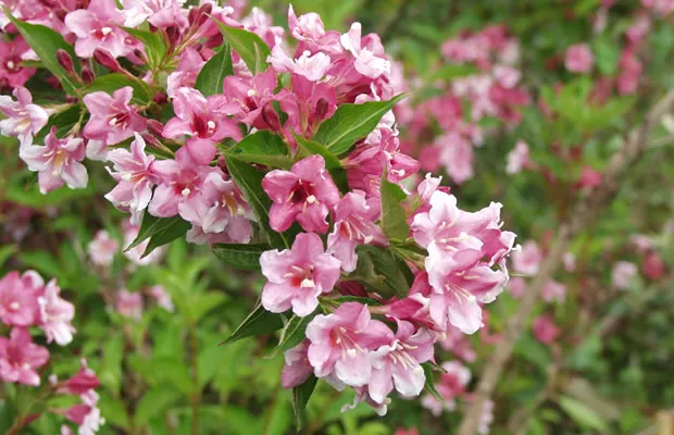 Вейгела цветущая Стирика v2 Lav 