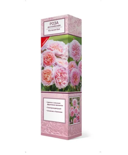 Роза английская парковая Юстасия Вэй в коробке ЦО 