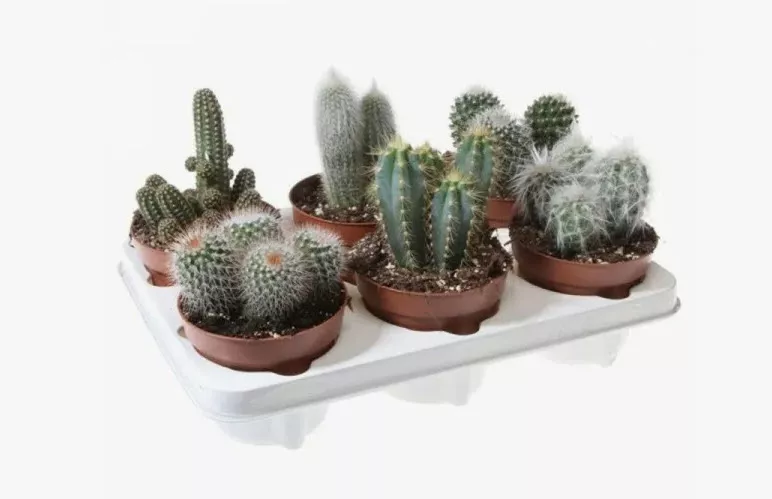 Кактус Сантьяго микс d5 h12 