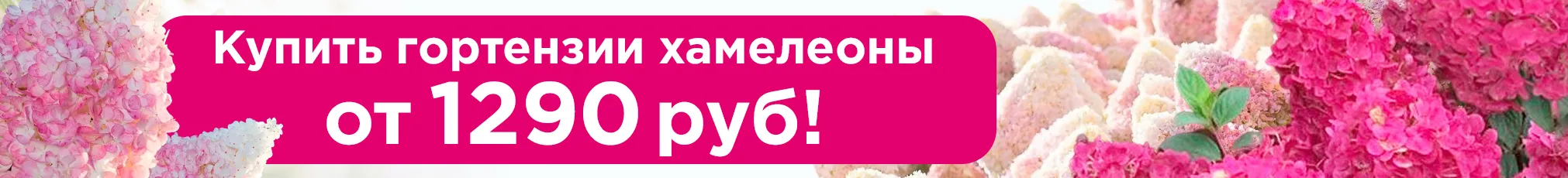 Гортензия метельчатая