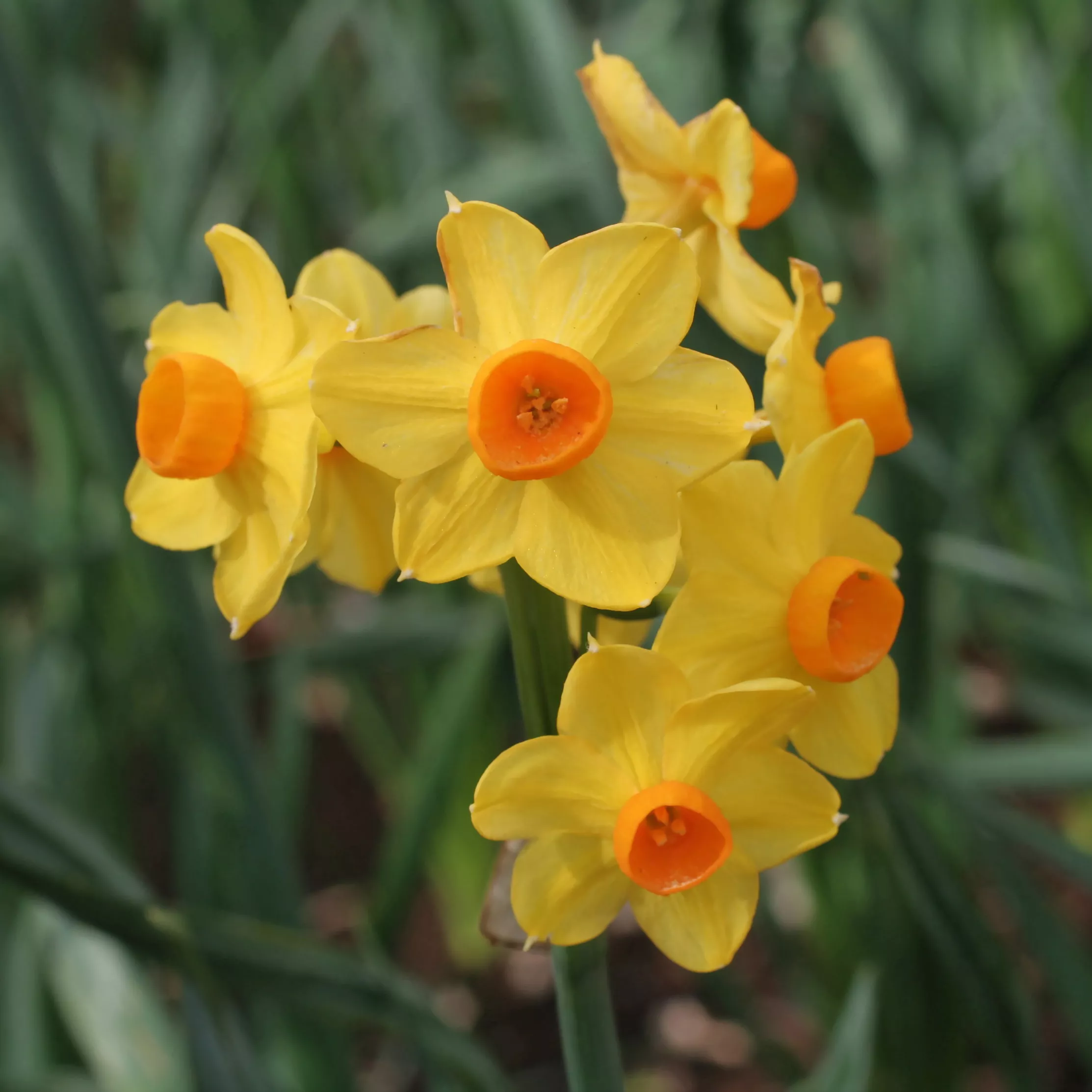 Луковица Нарцисс Гранд Солейл Дор 5 шт/уп, 13/14 