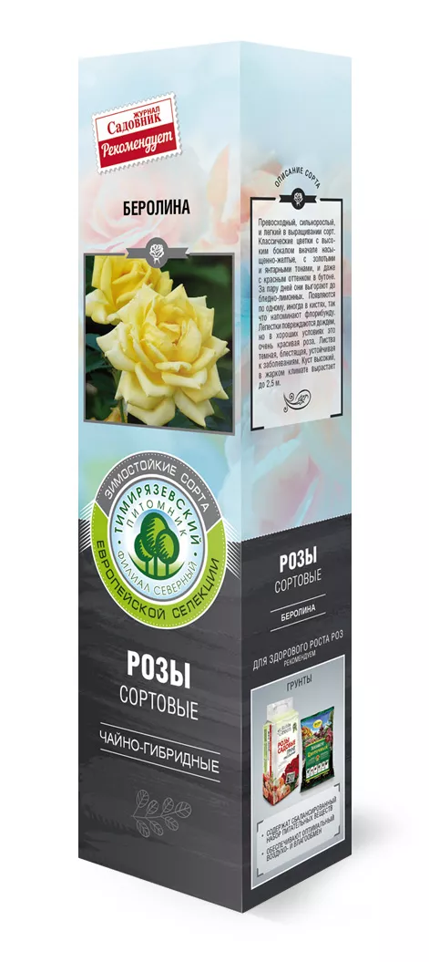 Роза чайно-гибридная Беролина в коробке ZP 