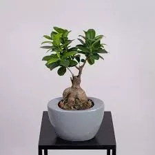 Фикус микрокарпа Гинсенг в керамике d19 h45 