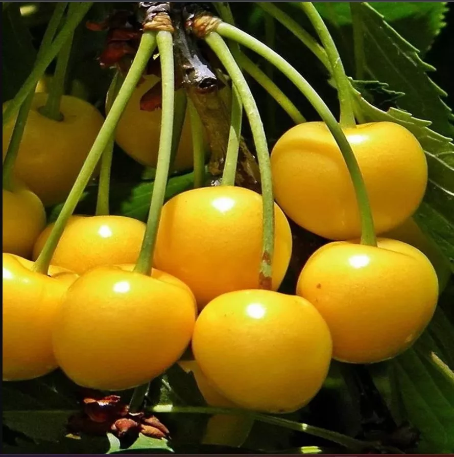 Черешня Рондо v5-10 Tim 