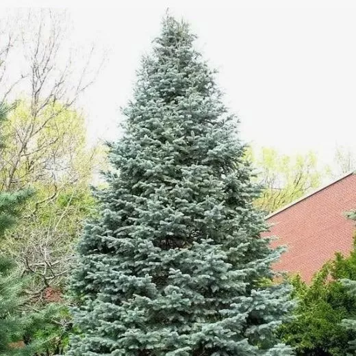 Пихта белая Минарет 30-40 Mt 