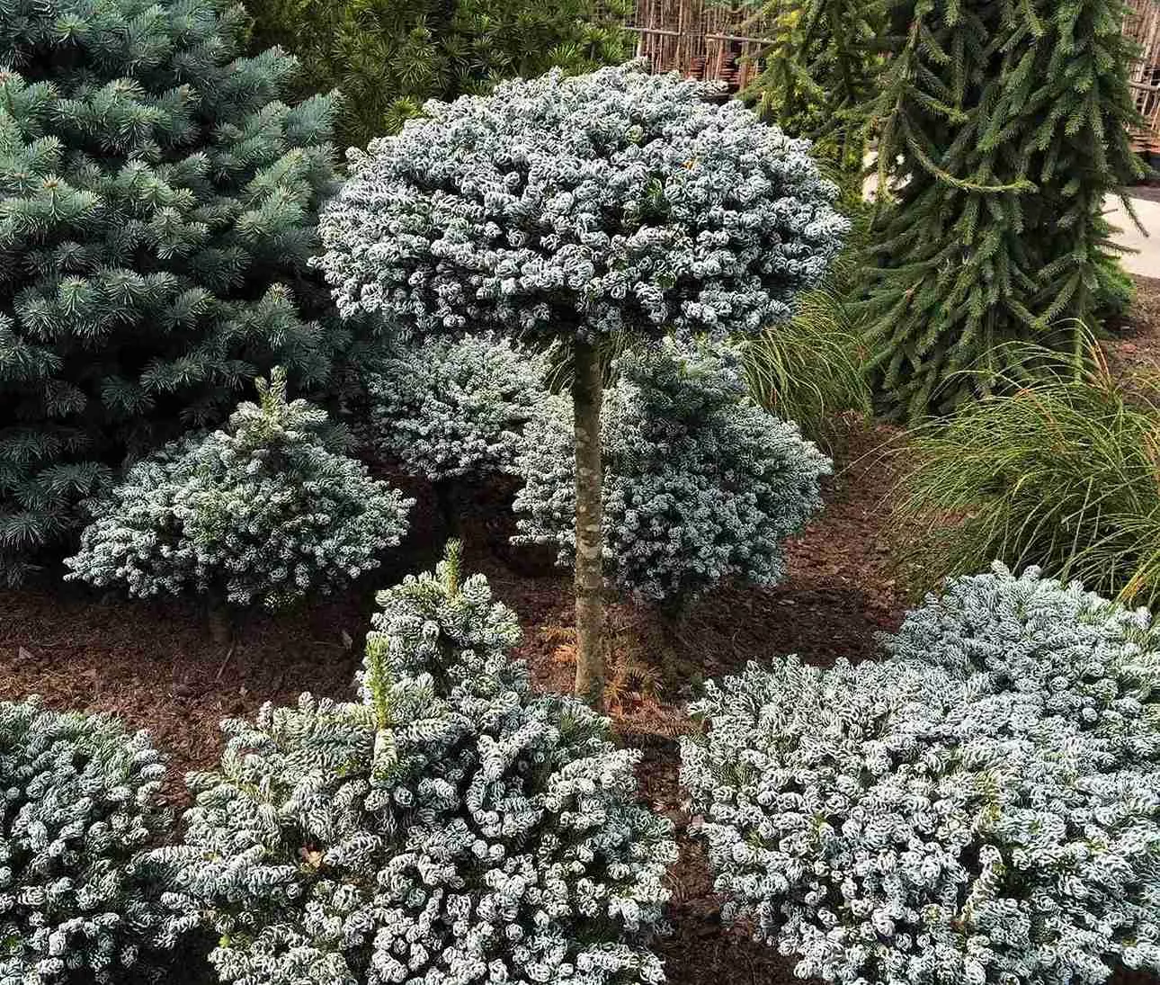 Пихта корейская Когоутс Айсбрейкер на штамбе h 40 см C12 Mt 