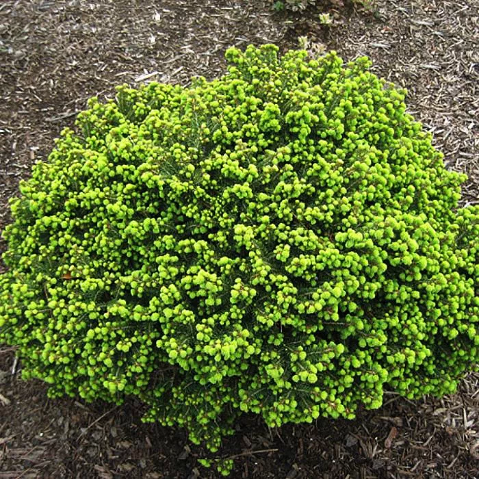 Растение ель обыкновенная Литл джем С5, 20-25см 