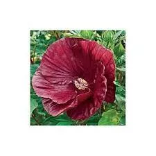 Корневище Гибискус Крэнберри Краш, 1шт/уп 