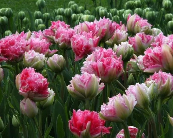 Луковица Тюльпан Кул Кристал 12/14, 5 шт/уп 