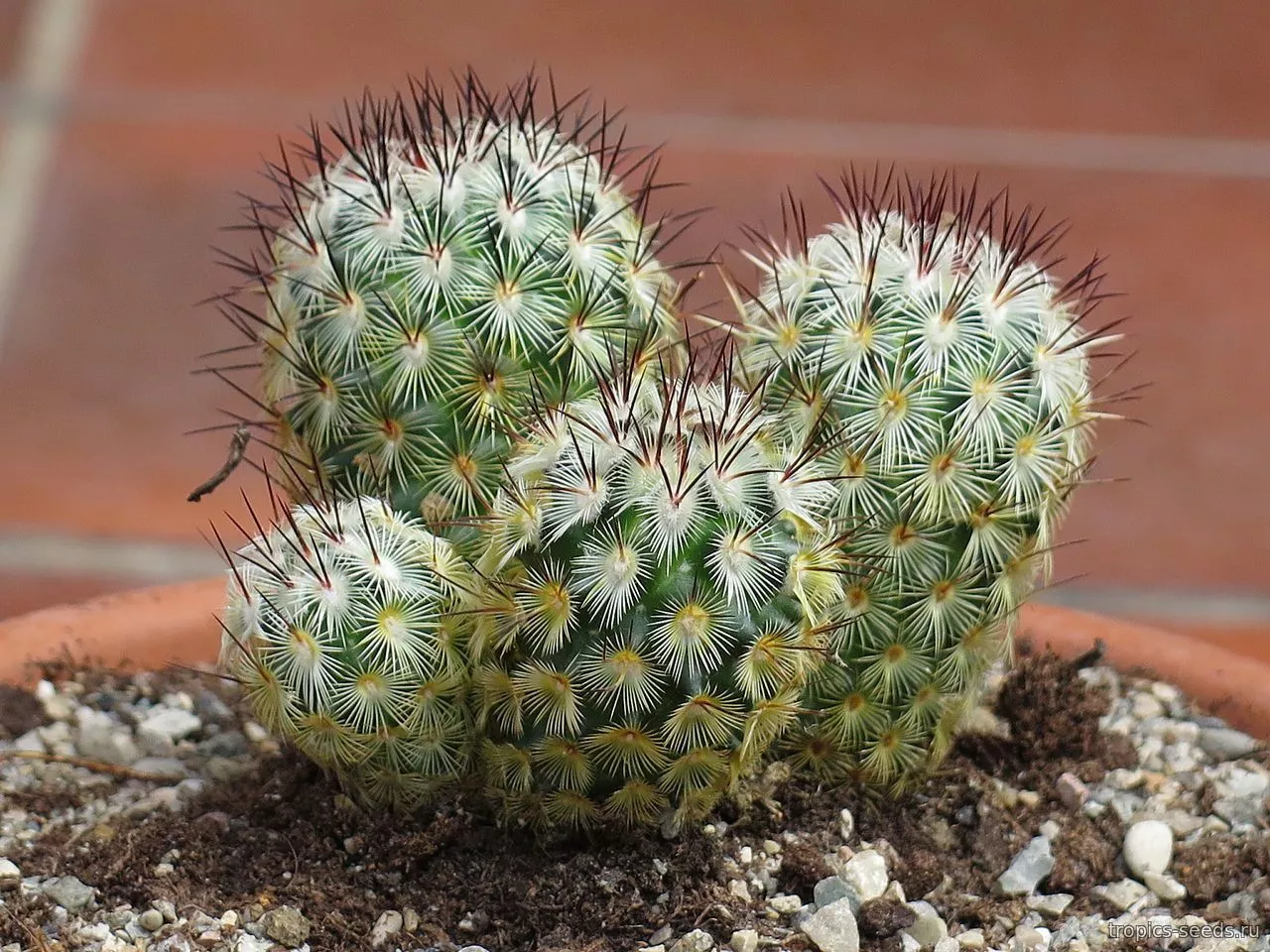 Маммилярия Микрохелия d8 h15 