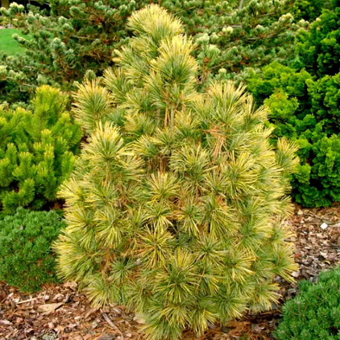 Растение сосна кедровая Аурея с2-3 3-летка Yos 