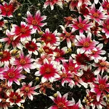 Кореопсис Санстар Роуз (С2) ЦО 