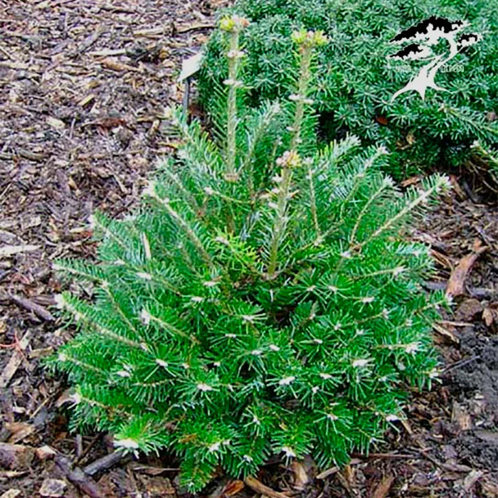 Растение пихта корейская Дискус 60-80см 