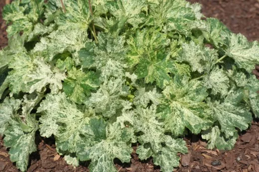 Гейхера гибридная Сноу Энджел, С2 ЦО 