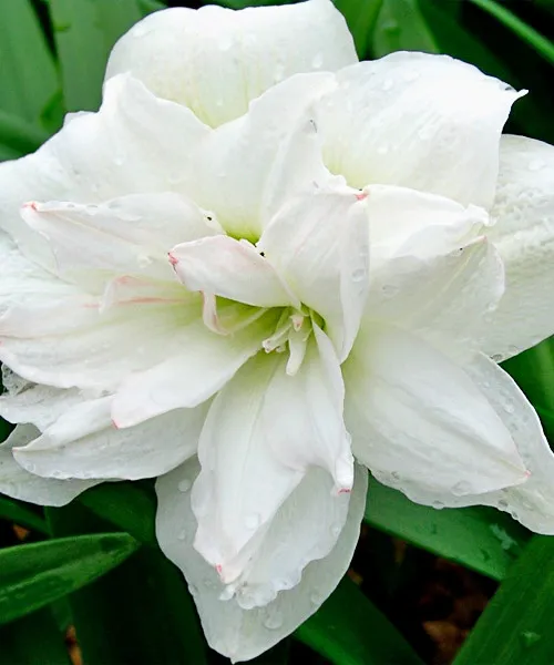 Арктик Нимф