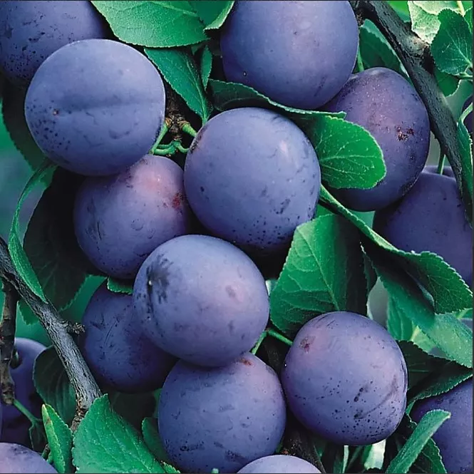 Слива Венгерка Московская v5 100-140 Lav 