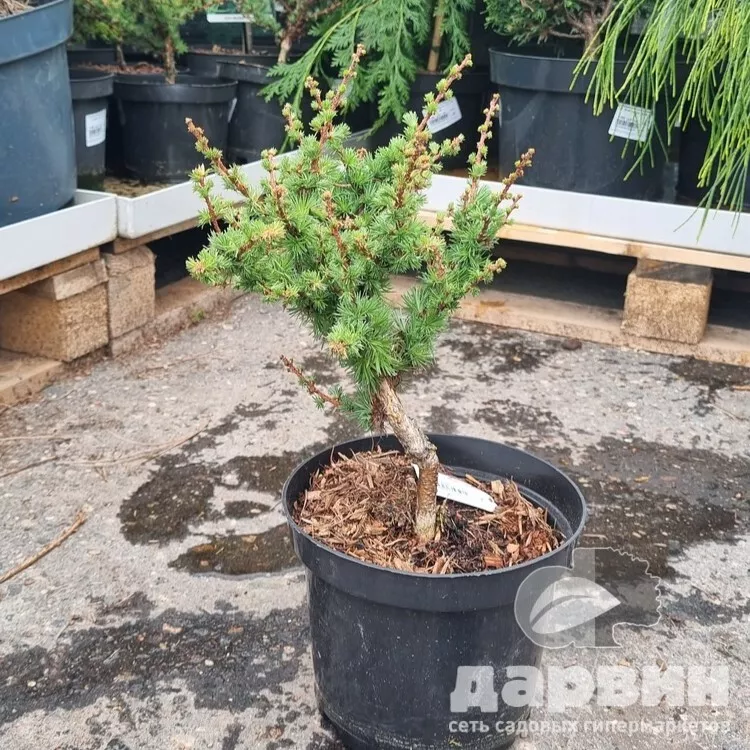 Лиственница кемпфера Боглик v3 25-30 Mt 