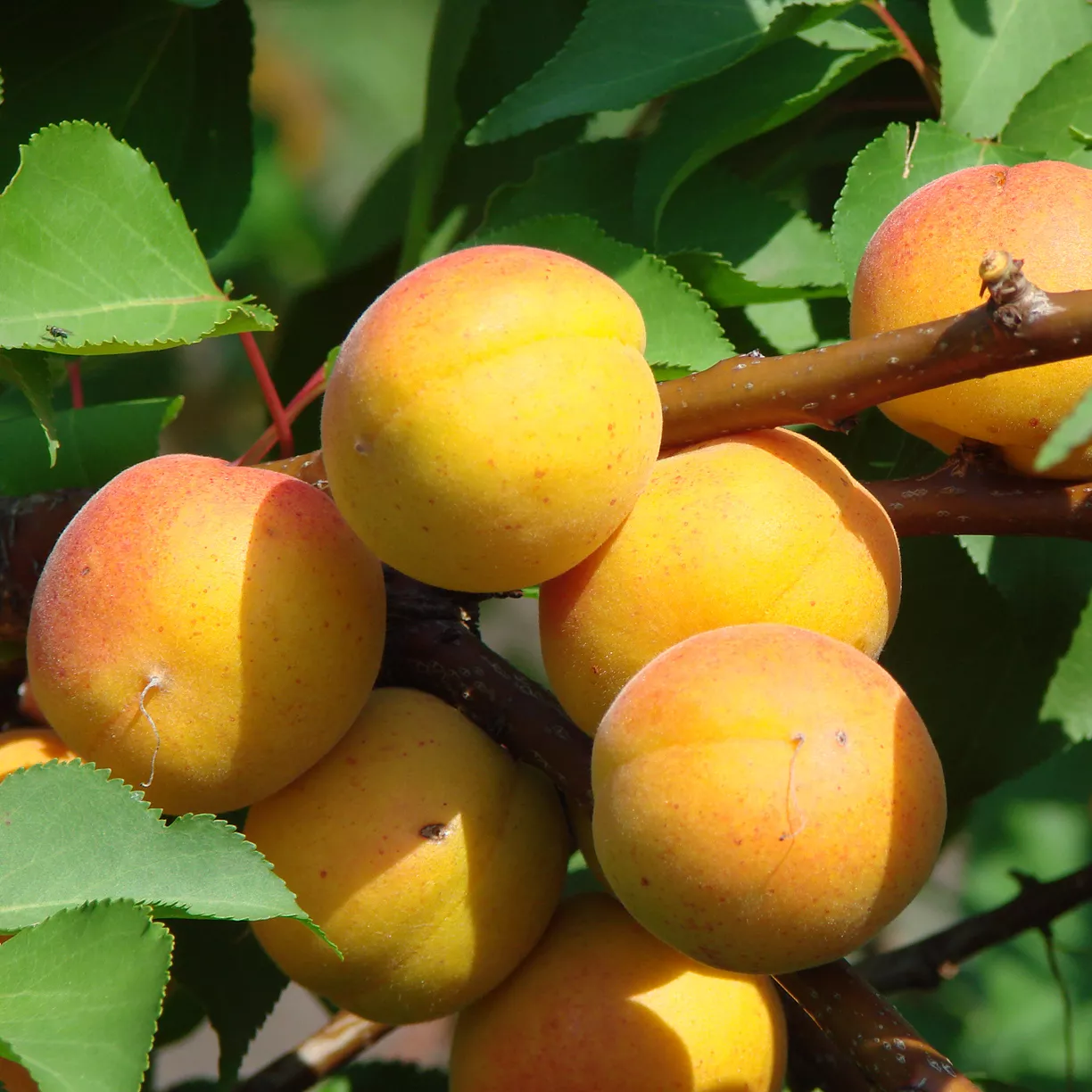 Абрикос Водолей v7,5 h120-140 ЦО 