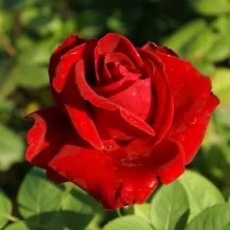 Роза чайно-гибридная Хот Поинт v5 Lav 