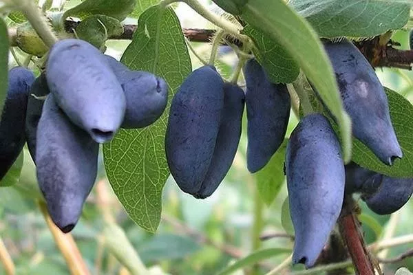 Жимолость Камчадалка h40-60 v5 Lav 