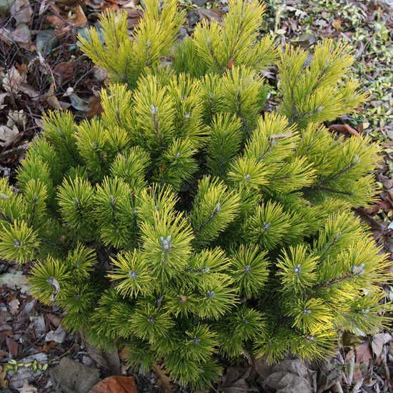 Сосна горная Швейтзер Турист v7,5 25-30 