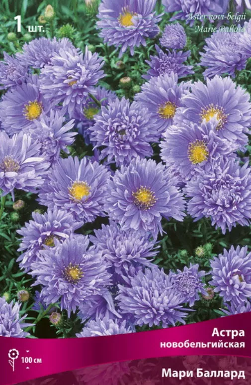 Корневище Астра новобельгийская Мари Баллард  1шт. Поиск 