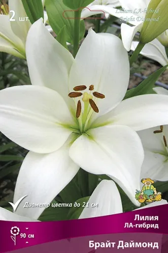 Луковица Лилия ЛА-гибрид Брайт Даймонд 2шт Поиск 