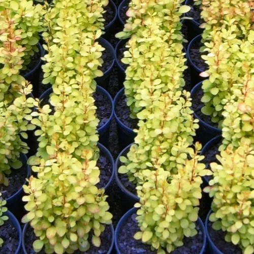 Барбарис тунберга Мария С5, 40-60см Д 