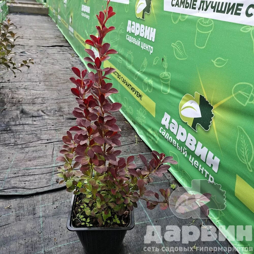 Барбарис тунберга Ред Рокет v2 Lav 