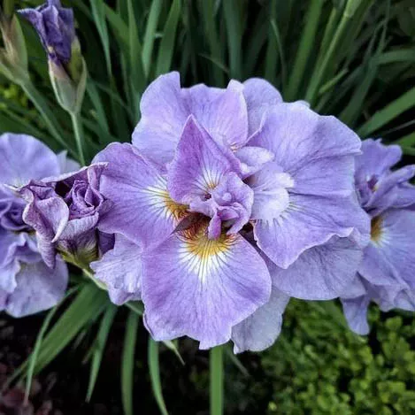 Корневище Ирис Сиберика Пинк Пэрфайт , 1 шт/уп 