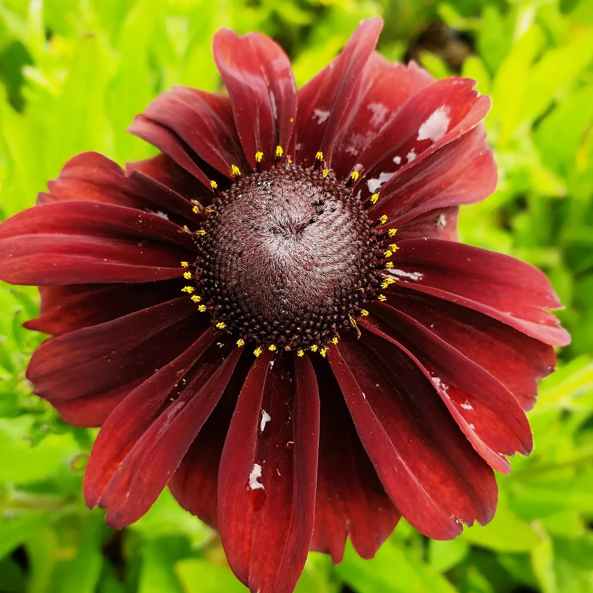 Рудбекия Смайлейз Шоколад v2 Tim 