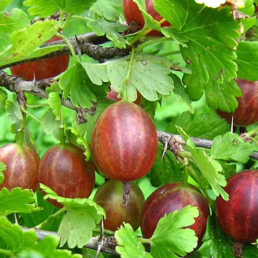 Крыжовник Белорусский, красный v2 Tim 