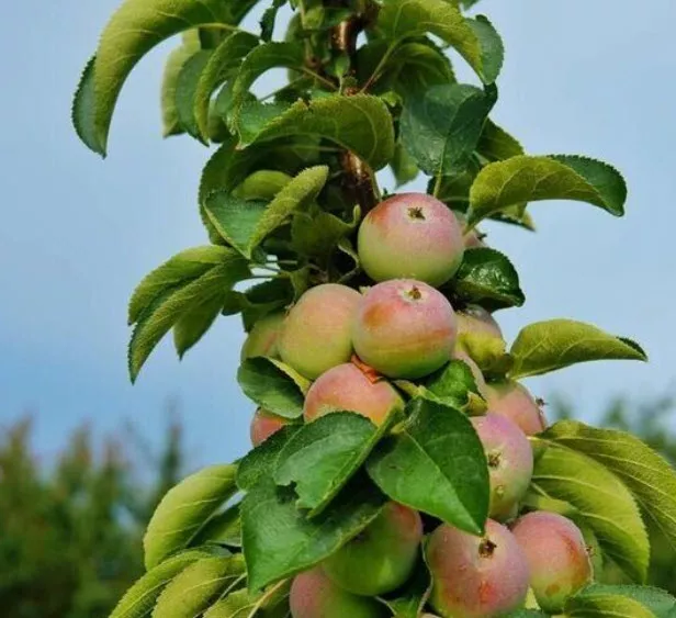 Яблоня колонновидная Неосыпаемая С4 ОСП 