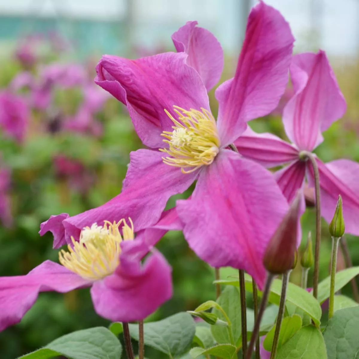 Клематис Инспирейшн Зойн v2 Sav 