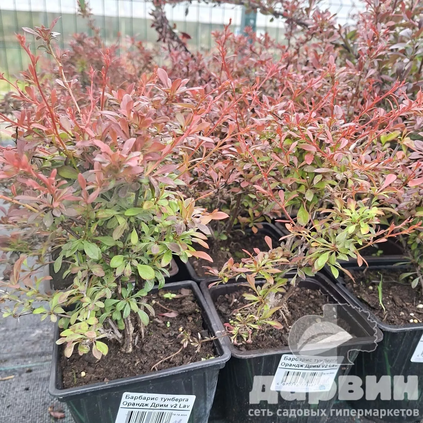 Барбарис тунберга Орандж Дрим v2 Lav 