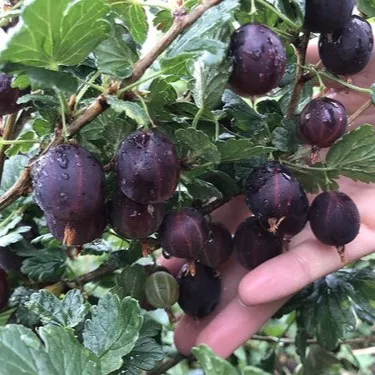 Крыжовник Командор черн v2 Tim 