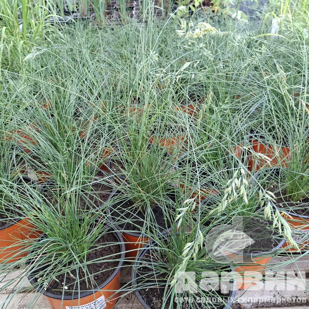 Овсяница сизая v2 Lav 