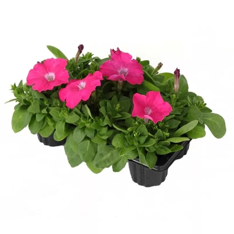 Петуния грандифлора кассета 6шт МО 