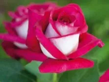 Роза чайно гибридная Моника Беллуччи в коробке Биосфера 