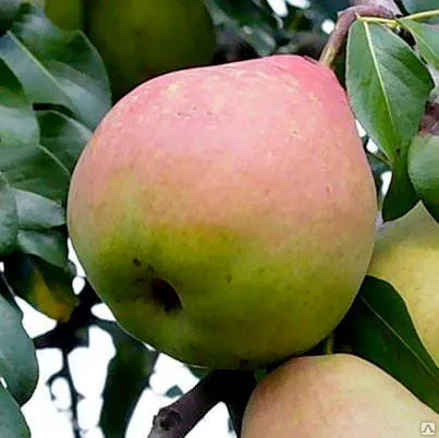 Груша Десертная 80-100 Tim 