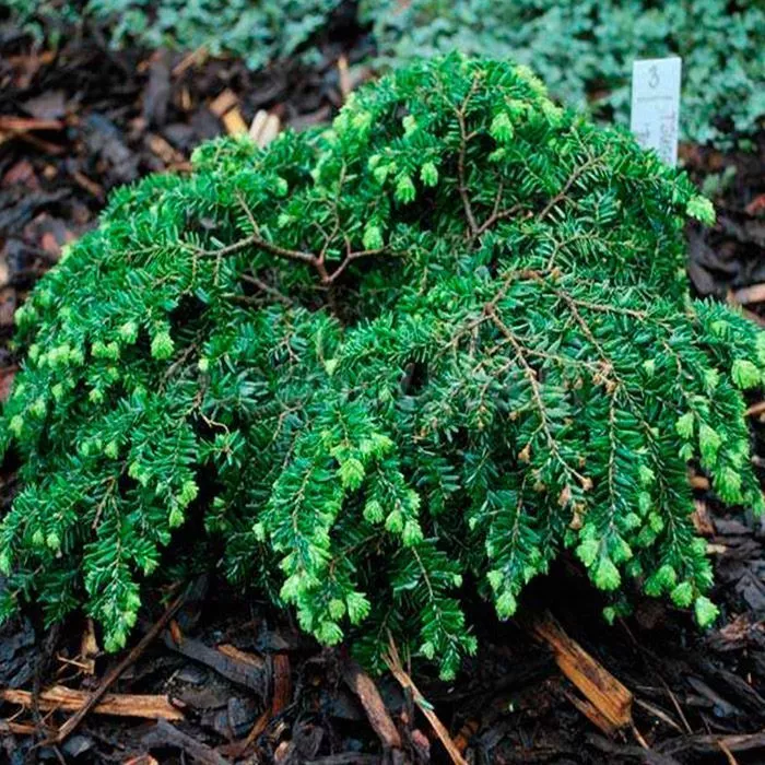 Растение тсуга канадский Moll 80 100 KG 2017 