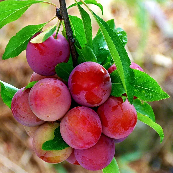 Алыча Кубанская комета v7 100-120 Tim 