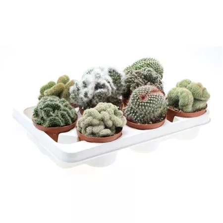 Кактус Кристата d10 h15 