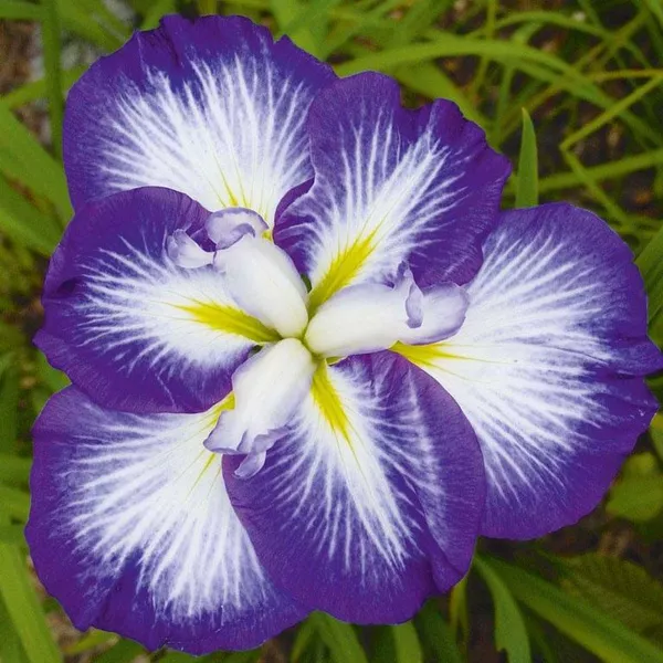 Ирис японский С2 ЦО 