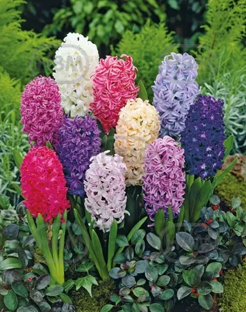 74001_Hyacinthus_Orientalis_Mix_10522