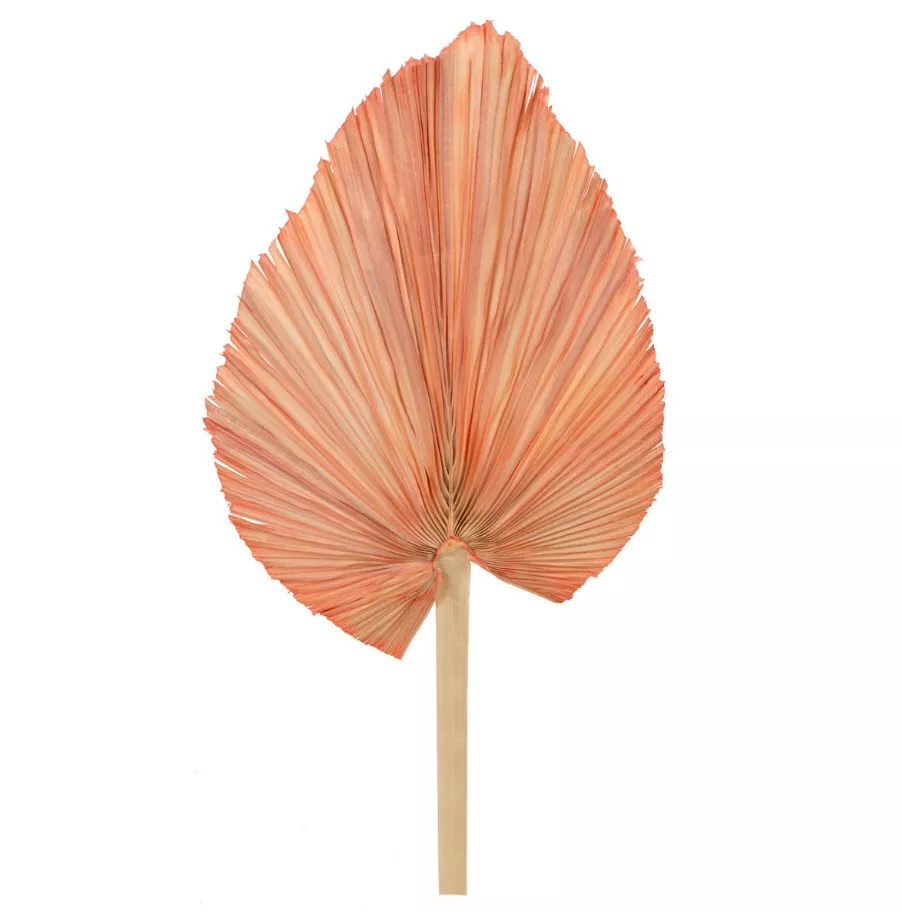 Сухоцветы Лист Пальмовый 60см, персиковый по цене 